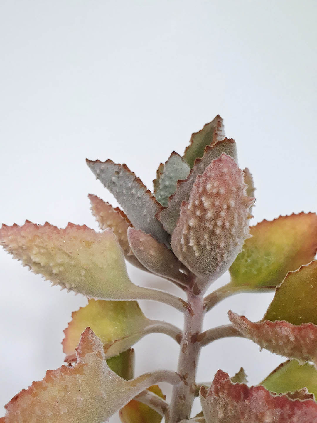 Kalanchoe Beharensis Fang 