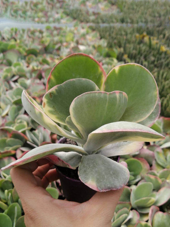 Kalanchoe Thyrsiflora Plant or Paddleplant with Green coloured leaves and Yellow coloured flower 