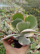 Kalanchoe Thyrsiflora Plant or Paddleplant with Green coloured leaves and Yellow coloured flower 