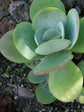 Kalanchoe Thyrsiflora