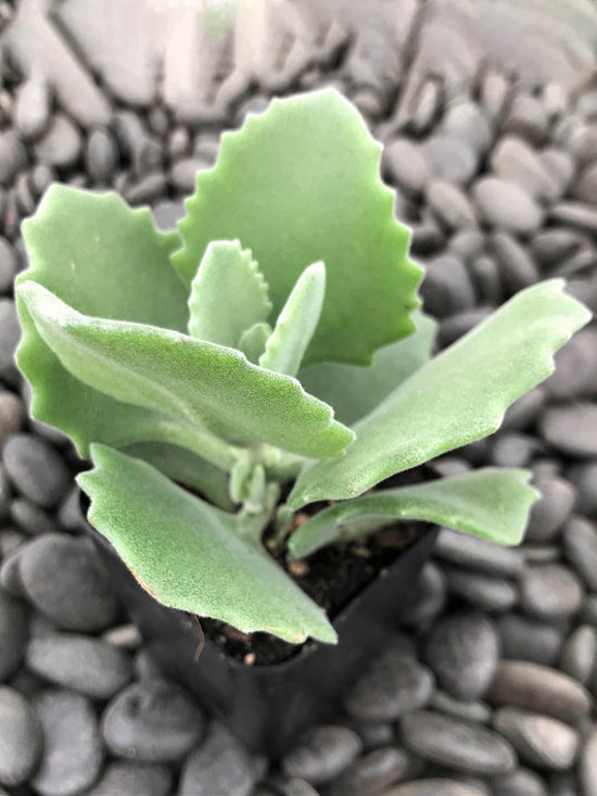 Kalanchoe Milloti Plant or Millot Kalanchoe with Hazy green coloured leaves and Greenish Yellow coloured flower 