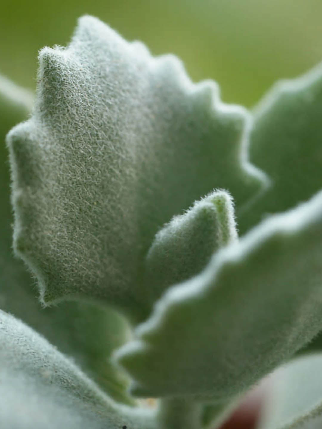 Kalanchoe Milloti