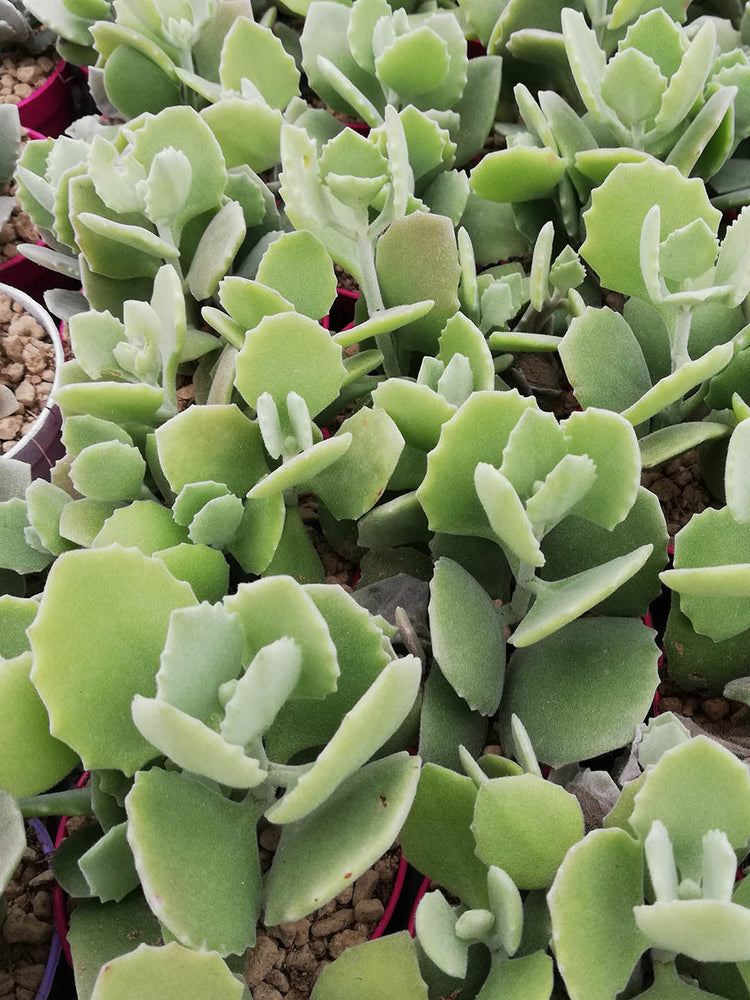 Kalanchoe Milloti