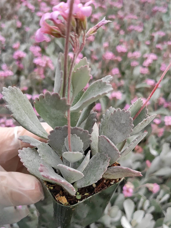 Kalanchoe Pumila Plant or Dwarf Kalanchoe with Green coloured leaves and Pink coloured flower 