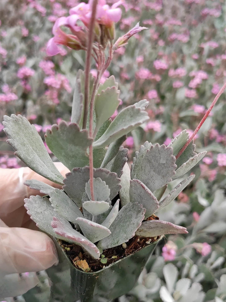 Kalanchoe Pumila Plant or Dwarf Kalanchoe with Green coloured leaves and Pink coloured flower 