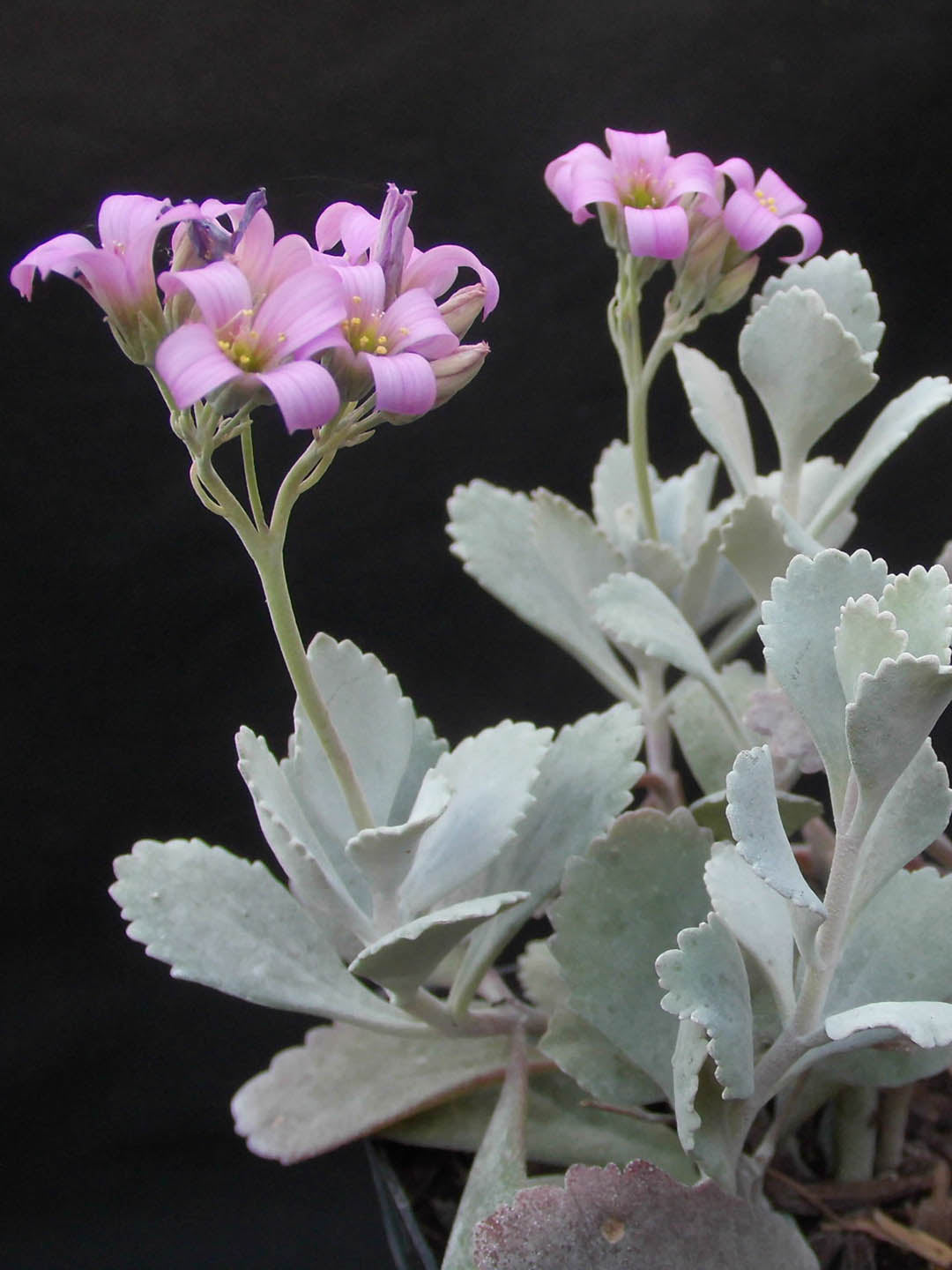 Kalanchoe Pumila