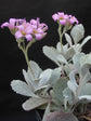 Kalanchoe Pumila