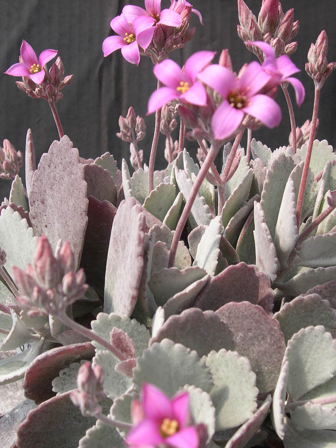 Kalanchoe Pumila