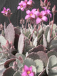 Kalanchoe Pumila
