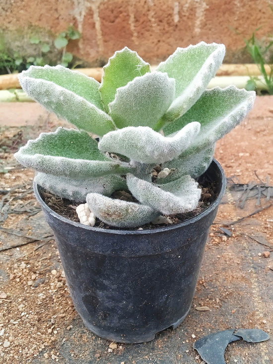 Kalanchoe Beharensis Plant or Donkey s Ear with Frost Green coloured leaves and Yellow coloured flower 