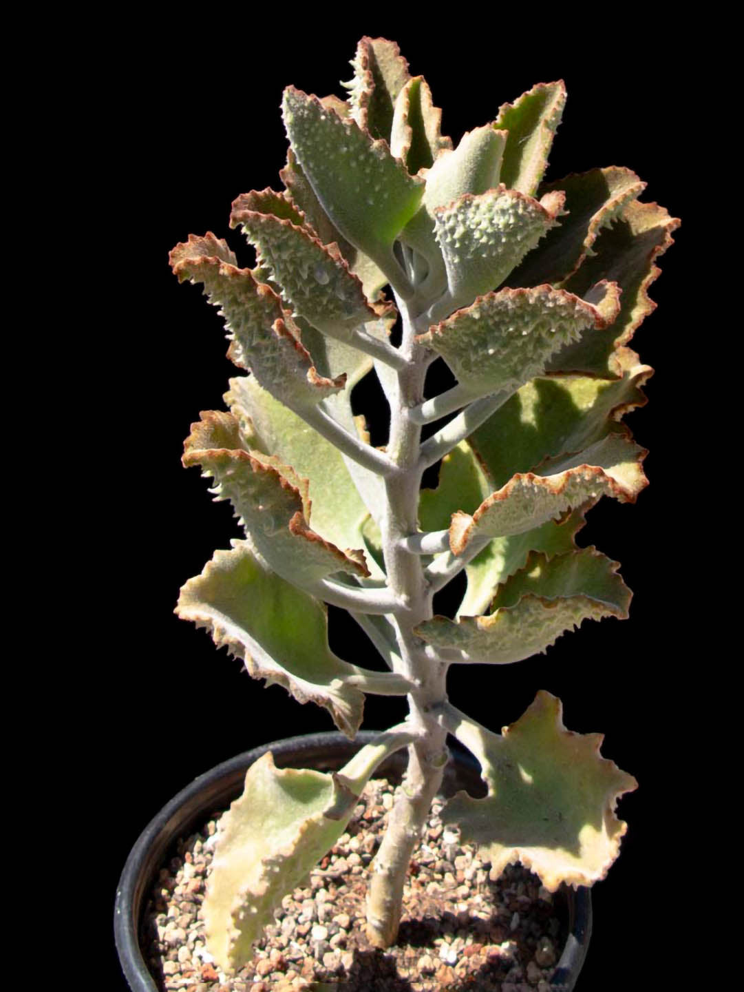 Kalanchoe Beharensis