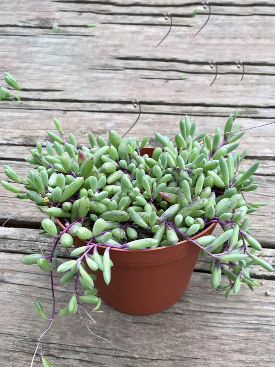 Othonna Capensis Plant or Little Pickles with Green coloured leaves and Yellow coloured flower 