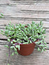 Othonna Capensis Plant or Little Pickles with Green coloured leaves and Yellow coloured flower 