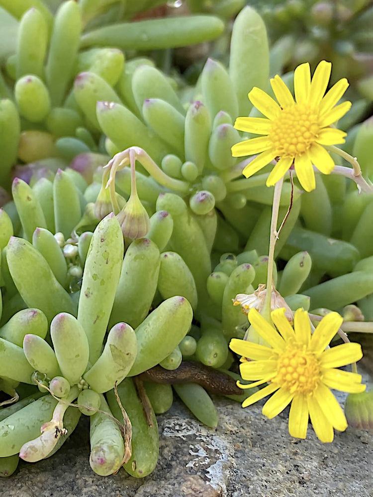 Othonna Capensis