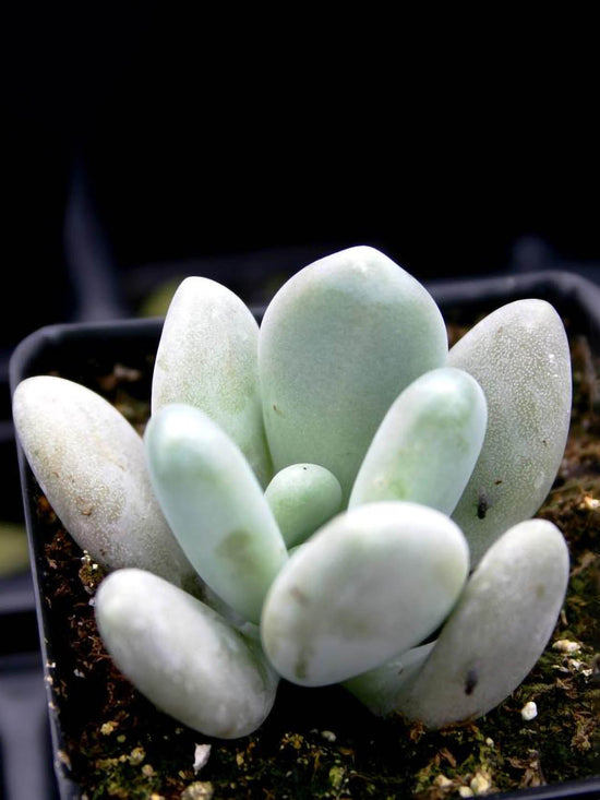 Pachyphytum Bracteosum Plant or Silverbracts, Moon-stones, Moonstones with Frost Green with Light Pink Hue coloured leaves and Pink coloured flower 