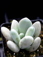 Pachyphytum Bracteosum Plant or Silverbracts, Moon-stones, Moonstones with Frost Green with Light Pink Hue coloured leaves and Pink coloured flower 