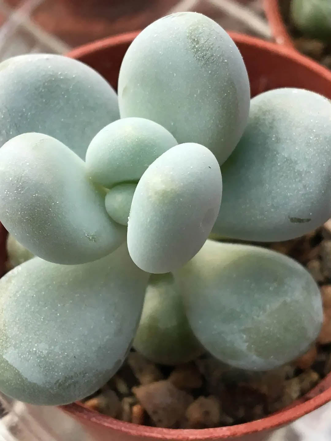 Pachyphytum Bracteosum