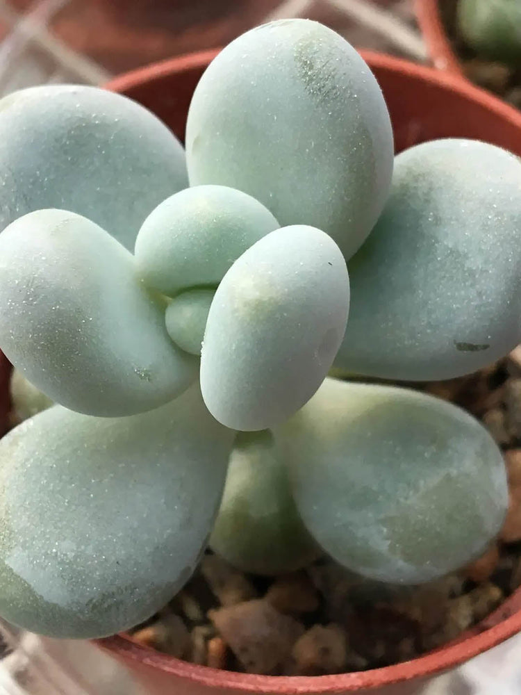 Pachyphytum Bracteosum