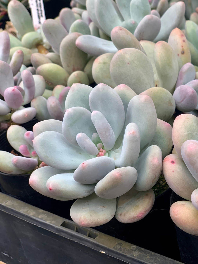 Pachyphytum Bracteosum