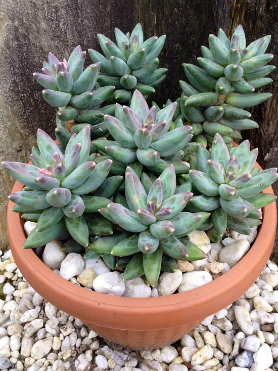Pachyphytum Compactum Plant or Little Jewel with Frost Green with Pink Tips coloured leaves and Yellow and Pink coloured flower 