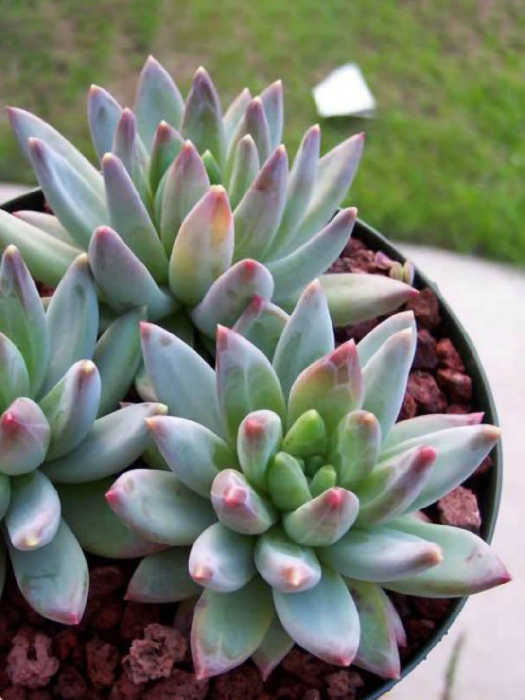 Pachyphytum Compactum