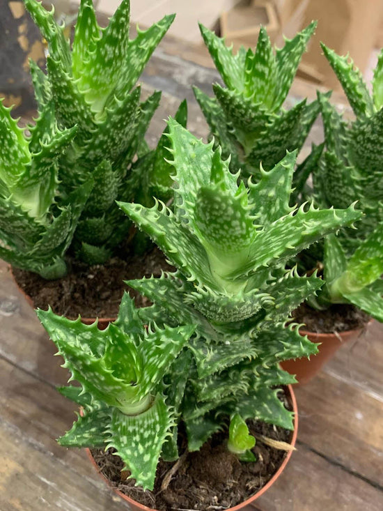 Aloe Juvenna Plant or Tiger Tooth Aloe , Little pickles with Green coloured leaves and Pinkish Orange coloured flower 