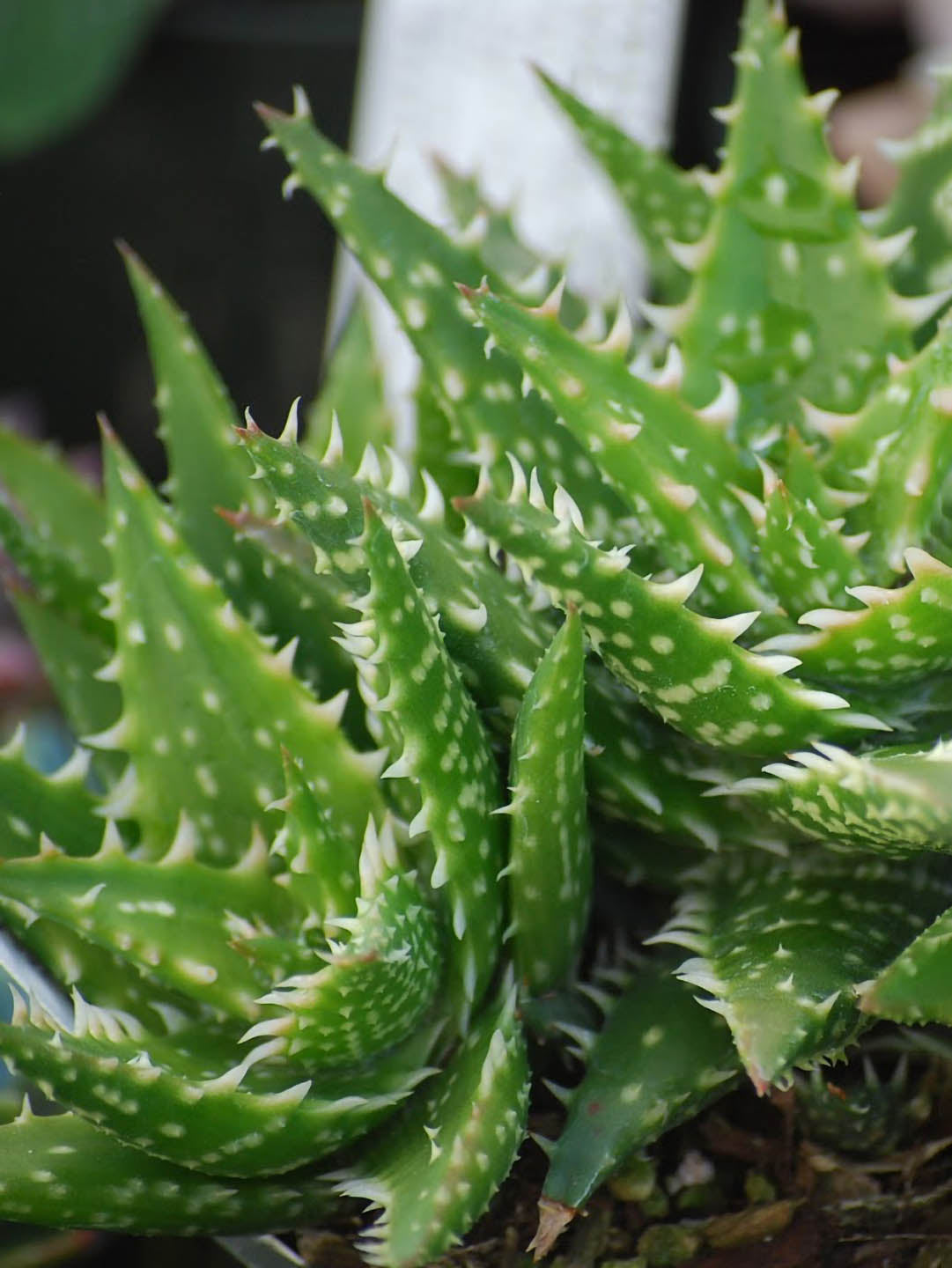Aloe Juvenna