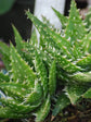 Aloe Juvenna